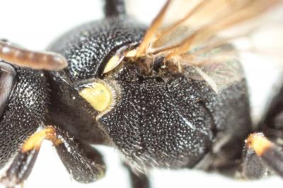  Hylaeus euryscapus Förster, 1871
