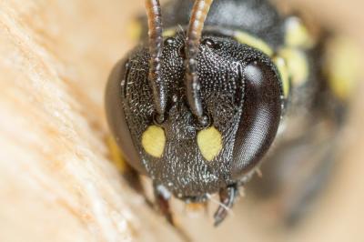  Hylaeus euryscapus Förster, 1871