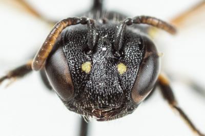  Hylaeus euryscapus Förster, 1871