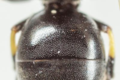  Hylaeus euryscapus Förster, 1871