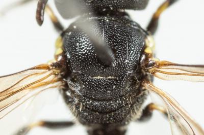  Hylaeus euryscapus Förster, 1871