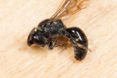  Hylaeus difformis (Eversmann, 1852)