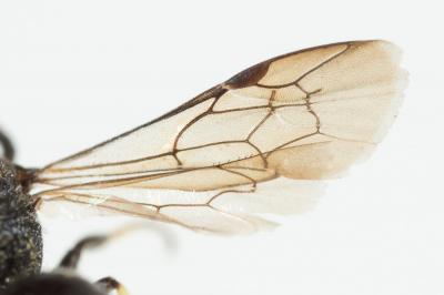  Hylaeus difformis (Eversmann, 1852)