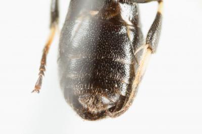  Hylaeus difformis (Eversmann, 1852)