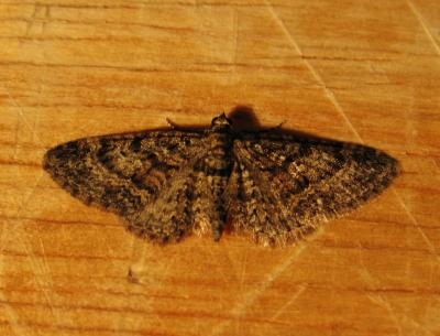Eupithécie du Kermès (L') Eupithecia cocciferata Millière, 1864