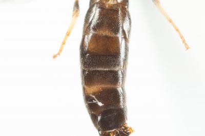 Hylaeus cornutus Curtis, 1831