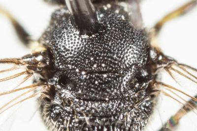  Hylaeus communis Nylander, 1852
