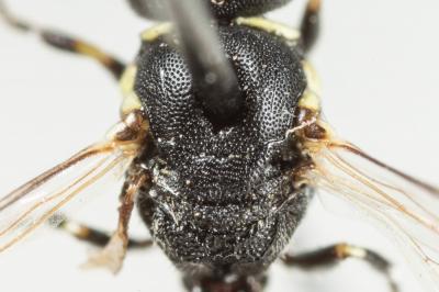  Hylaeus clypearis (Schenck, 1853)