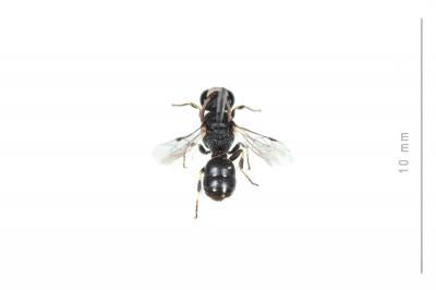  Hylaeus clypearis (Schenck, 1853)