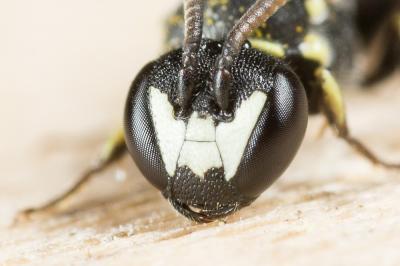  Hylaeus clypearis (Schenck, 1853)