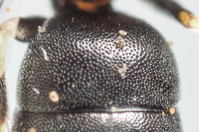  Hylaeus clypearis (Schenck, 1853)