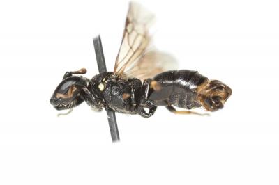  Hylaeus brevicornis Nylander, 1852