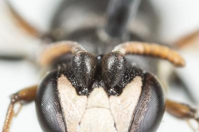  Hylaeus brevicornis Nylander, 1852