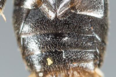  Hylaeus brevicornis Nylander, 1852