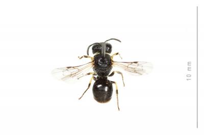  Hylaeus annularis (Kirby, 1802)