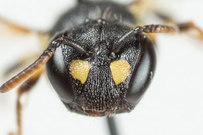  Hylaeus annularis (Kirby, 1802)