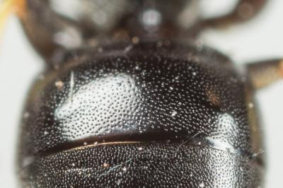  Hylaeus annularis (Kirby, 1802)