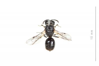  Hylaeus dilatatus (Kirby, 1802)