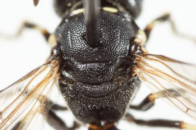  Hylaeus dilatatus (Kirby, 1802)