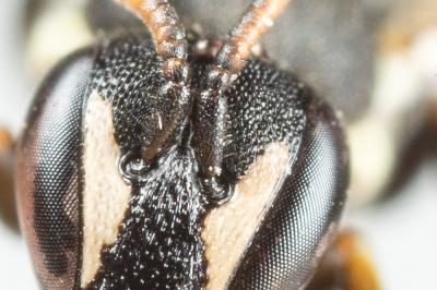  Hylaeus lineolatus (Schenck, 1861)
