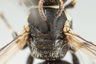  Hylaeus lineolatus (Schenck, 1861)