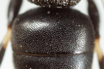  Hylaeus lineolatus (Schenck, 1861)