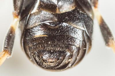  Hylaeus lineolatus (Schenck, 1861)