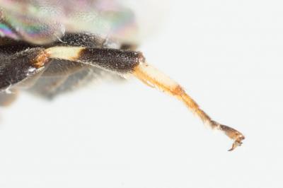  Hylaeus lineolatus (Schenck, 1861)