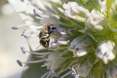  Hylaeus lineolatus (Schenck, 1861)