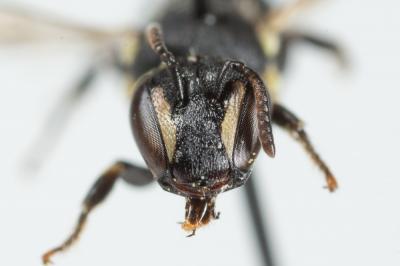  Hylaeus lineolatus (Schenck, 1861)