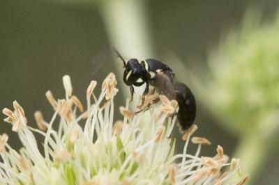  Hylaeus lineolatus (Schenck, 1861)