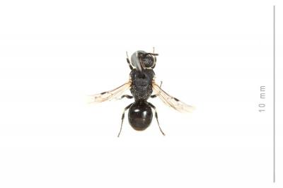  Hylaeus lineolatus (Schenck, 1861)