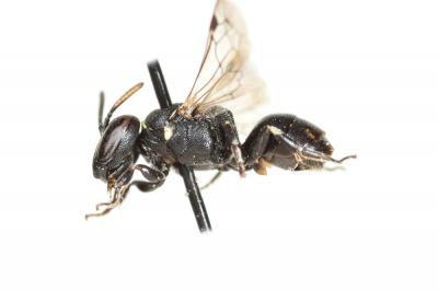  Hylaeus lineolatus (Schenck, 1861)