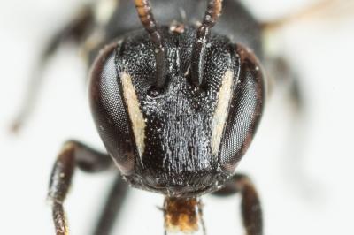  Hylaeus lineolatus (Schenck, 1861)