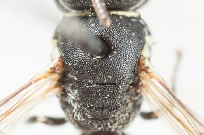  Hylaeus lineolatus (Schenck, 1861)