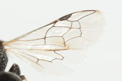  Hylaeus lineolatus (Schenck, 1861)