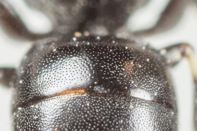 Hylaeus lineolatus (Schenck, 1861)