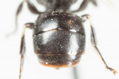  Hylaeus lineolatus (Schenck, 1861)