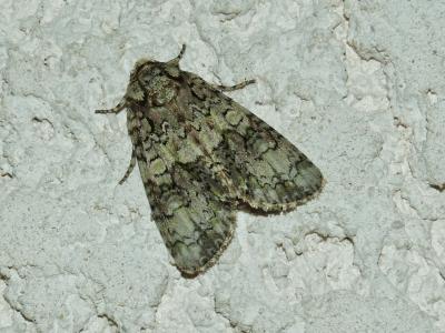 Troënière (La) Craniophora ligustri (Denis & Schiffermüller, 1775)