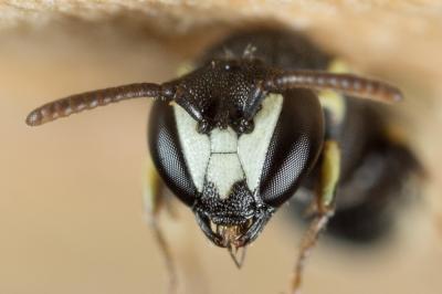  Hylaeus clypearis (Schenck, 1853)