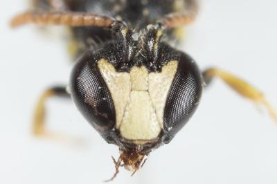  Hylaeus pictipes Nylander, 1852