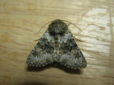 Noctuelle dysodée (La) Hecatera dysodea (Denis & Schiffermüller, 1775)