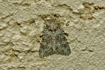 Noctuelle dysodée (La) Hecatera dysodea (Denis & Schiffermüller, 1775)