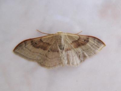 Acidalie dégénérée (L') Idaea degeneraria (Hübner, 1799)