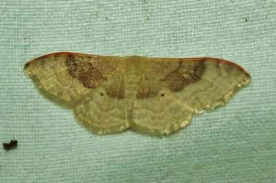 Acidalie dégénérée (L') Idaea degeneraria (Hübner, 1799)