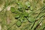 Cresson des fontaines Nasturtium officinale W.T.Aiton, 1812