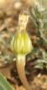 Hedypnois faux rhagadiole, Bonne-nuit-les-petits,  Hedypnois rhagadioloides (L.) F.W.Schmidt, 1795