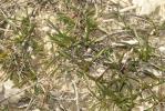 Jasonie Jasonia tuberosa (L.) DC., 1836