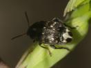  Bruchus pisorum (Linnaeus, 1758)