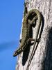 Lézard des murailles Podarcis muralis (Laurenti, 1768)